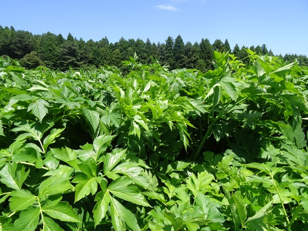 明日葉茶でハリのある毎日を 茶卸総本舗ブログ