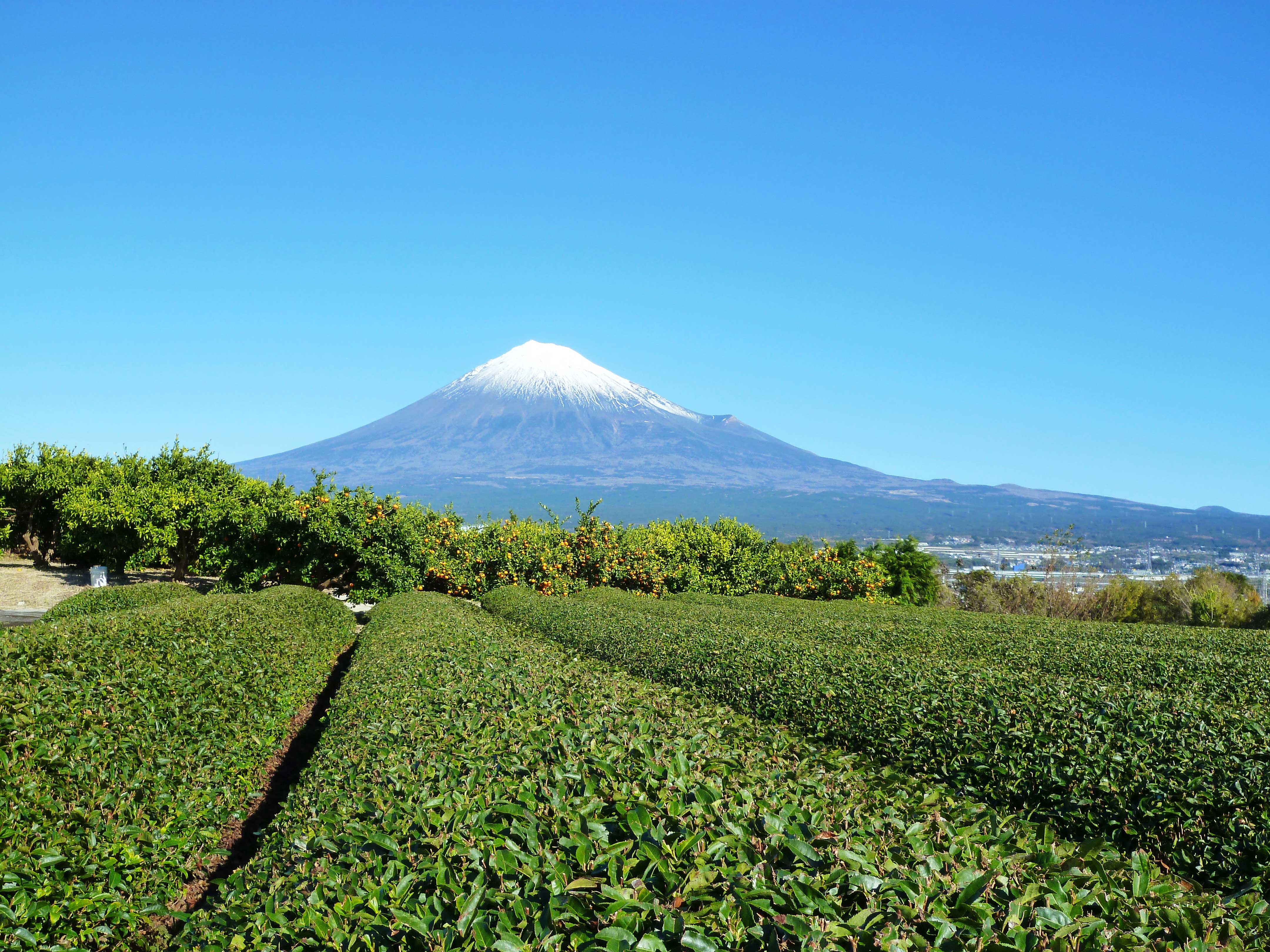 エキナセアは免疫力ｕｐに効果あり エキナセアの効果効能 副作用 おすすめの飲み方 茶卸総本舗ブログ