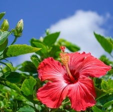 夏にオススメ ハイビスカス ローズヒップティー 茶卸総本舗ブログ