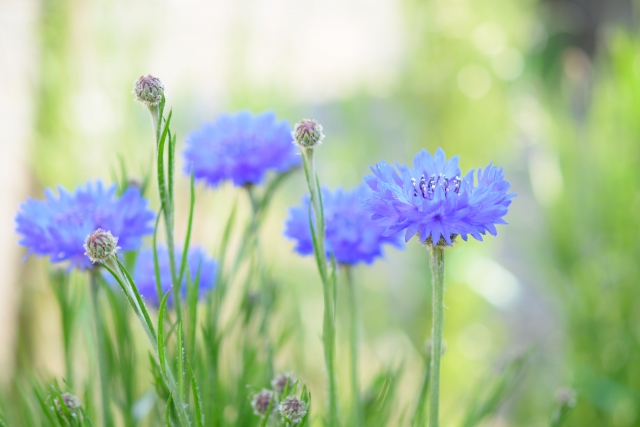 きれいな青い花のコーンフラワーティー 茶卸総本舗ブログ