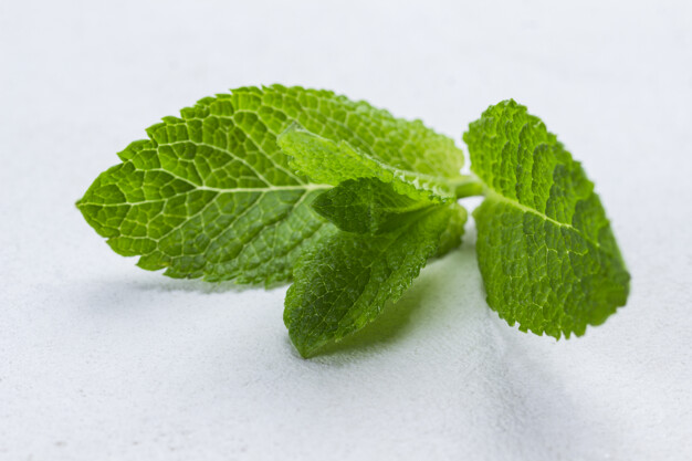 飲みやすい やさしいミント スペアミント 茶卸総本舗ブログ 飲みやすい やさしいミント スペアミント 茶卸総本舗ブログ