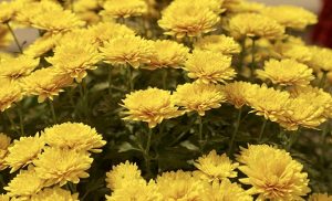 目に！？お茶③ ～抗菊花（菊花茶）の効果や副作用、おすすめの飲み方  