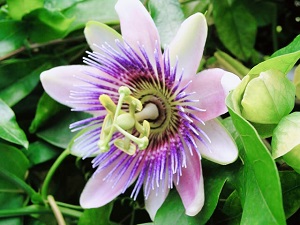 パッションフラワーってどんなハーブ 味や効能 副作用はある 茶卸総本舗ブログ