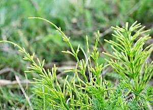 ミネラルいっぱいスギナ茶 効果 効能 副作用はある 飲む時に注意すること 茶卸総本舗ブログ