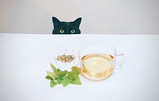 猫が大好きなハーブ キャットニップ お茶 お料理のスパイス 猫のおもちゃにも 茶卸総本舗ブログ