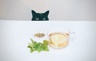 猫が大好きなハーブ、キャットニップ。お茶、お料理のスパイス、猫の