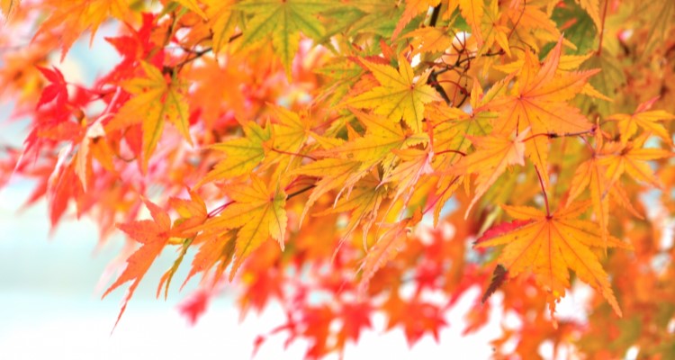 }TԒ H菤i
