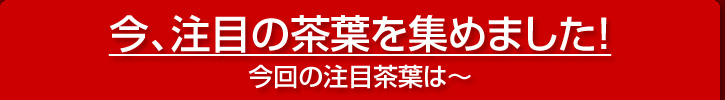 今、注目の茶葉を集めました！