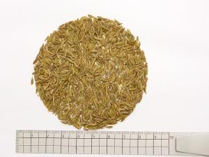 茶卸総本舗 ハーブティー クミン 100g スパイス の効能 ハーブティー 健康茶 緑茶 茶葉の専門店